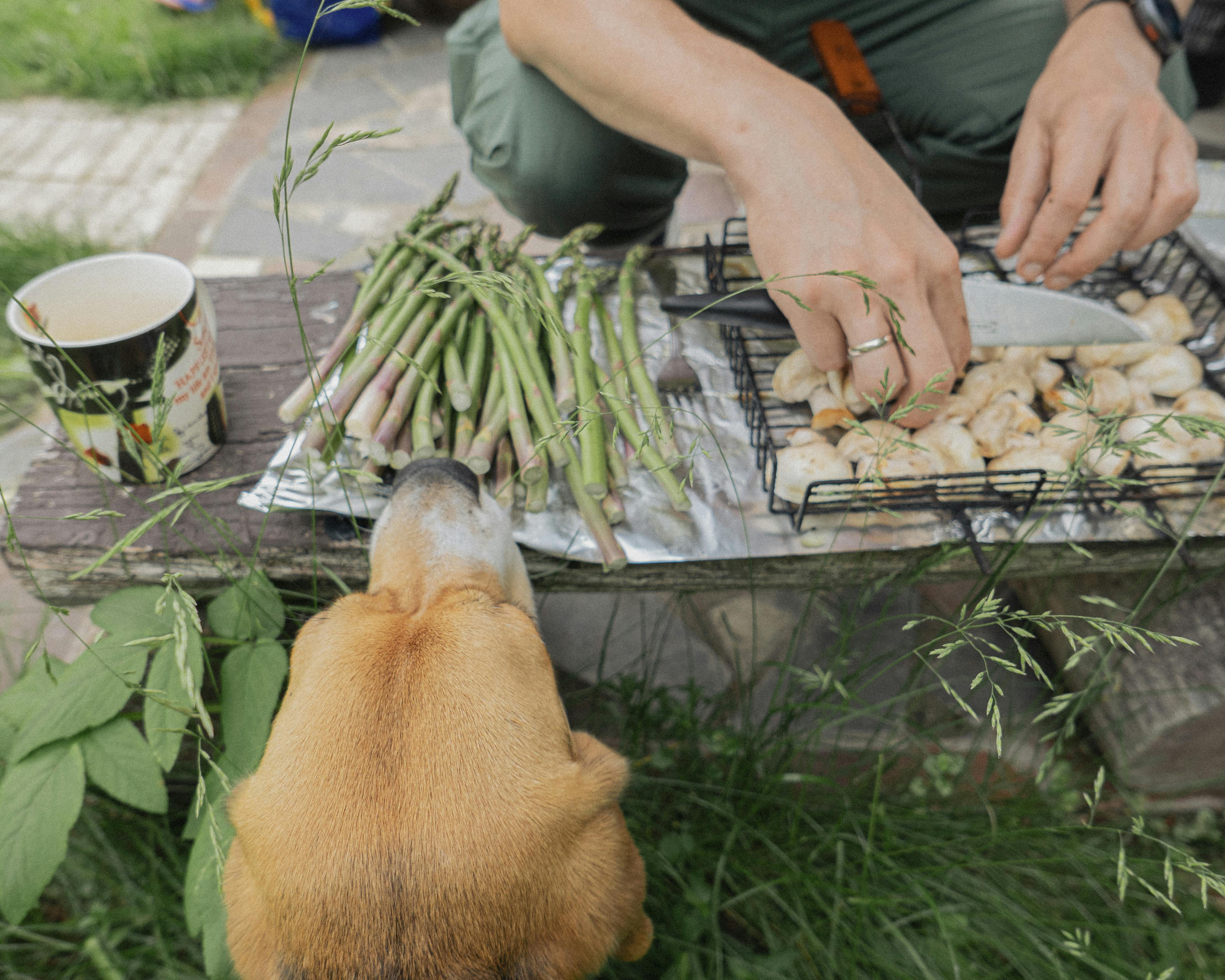 Vegan BBQ organiseren? Zo wordt het een feest!